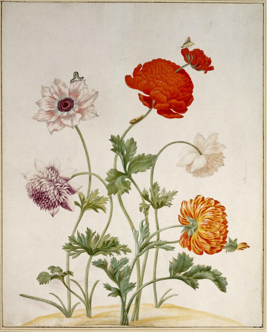 Maria Sibylla Merian (Frankfurt am Main 1647 - 1717 Amsterdam) | Verschiedenfärbiger Mohn | Displayed motifs: White dove, Flower, Rose, 