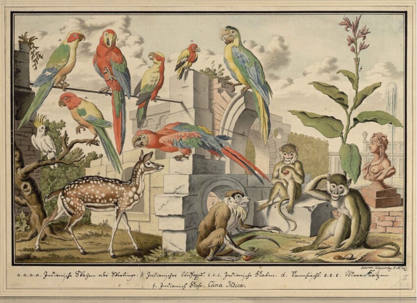 Salomon Kleiner (Augsburg 1700 - 1761 Wien) | II. Papageien, Affen und Damwild (Stecherzeichnung für „Représentation Des Animaux de la Menagerie de S. A. S. Monseigneur le Prince Eugène François de Savoye et de Piemont […]“, Augsburg 1731-1740) | Displayed motifs: Parrot, Deer, Monkey, Plant, White dove, Person, 