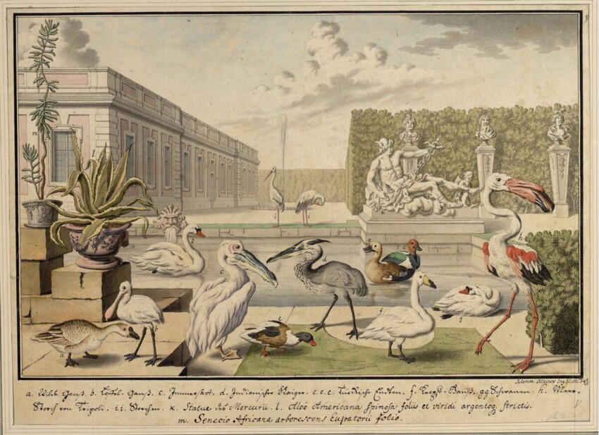 Salomon Kleiner (Augsburg 1700 - 1761 Wien) | V. Wasservögel (Stecherzeichnungen ausländischer Tiere der Menagerie des Feldmarschalls Prinzen Eugen von Savoyen in Wien) | Displayed motifs: Bird, White dove, Giraffe, Goose, Building, Duck, Ostrich, 