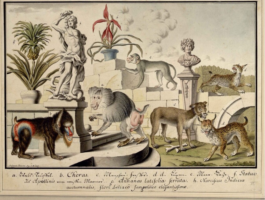 Salomon Kleiner (Augsburg 1700 - 1761 Wien) | VI. Größere Raubtiere und Affen (Stecherzeichnungen ausländischer Tiere der Menagerie des Feldmarschalls Prinzen Eugen von Savoyen in Wien) | Displayed motifs: Cat, Dog, White dove, Person, Carnivore, Human face, Flower, 