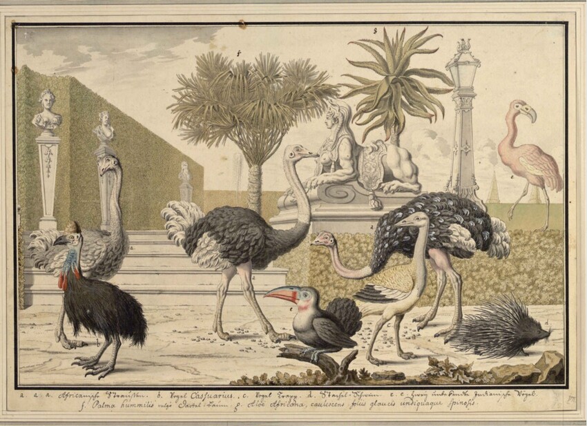 Salomon Kleiner (Augsburg 1700 - 1761 Wien) | VII. Steppenvögel (Stecherzeichnungen ausländischer Tiere der Menagerie des Feldmarschalls Prinzen Eugen von Savoyen in Wien) | Displayed motifs: Ostrich, White dove, Bird, Tree, Chicken, Person, 