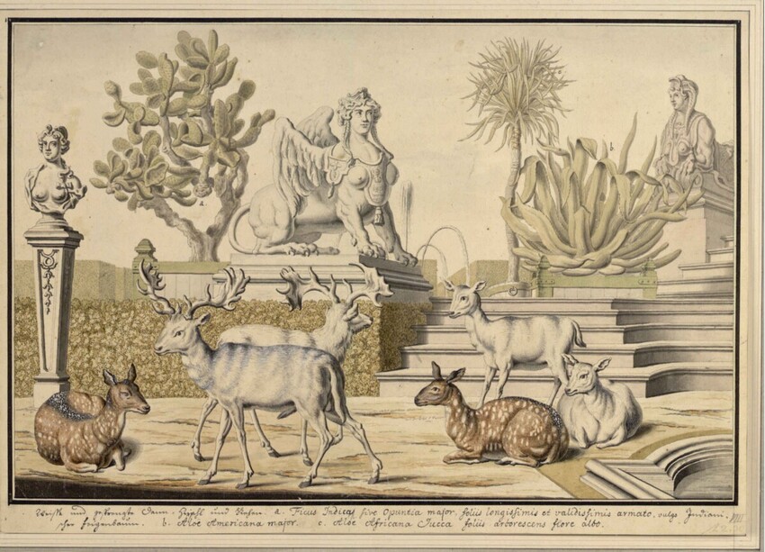 Salomon Kleiner (Augsburg 1700 - 1761 Wien) | VIII. Damwildarten (Stecherzeichnungen ausländischer Tiere der Menagerie des Feldmarschalls Prinzen Eugen von Savoyen in Wien) | Displayed motifs: Deer, Goat, Rabbit, Person, Animal, Antelope, 