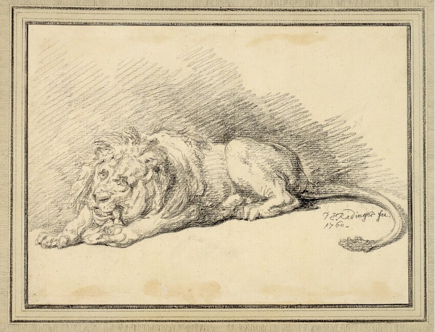 Johann Elias Ridinger (Ulm 1698 - 1767 Augsburg) | Nach links liegender fressender Löwe | Displayed motifs: Mammal, Lion, 