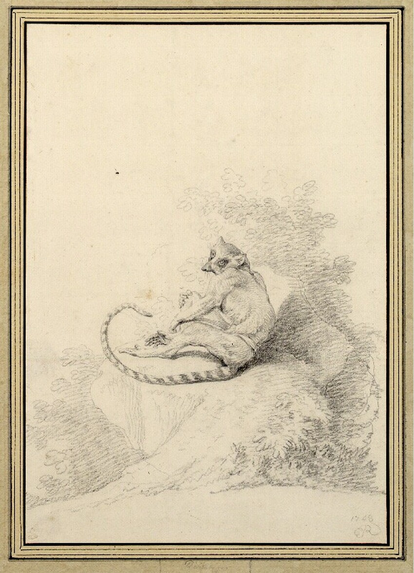 Johann Elias Ridinger (Ulm 1698 - 1767 Augsburg) | Cebus capite Vulpino (Füchsel maennigen) | Displayed motifs: Cat, Book, 