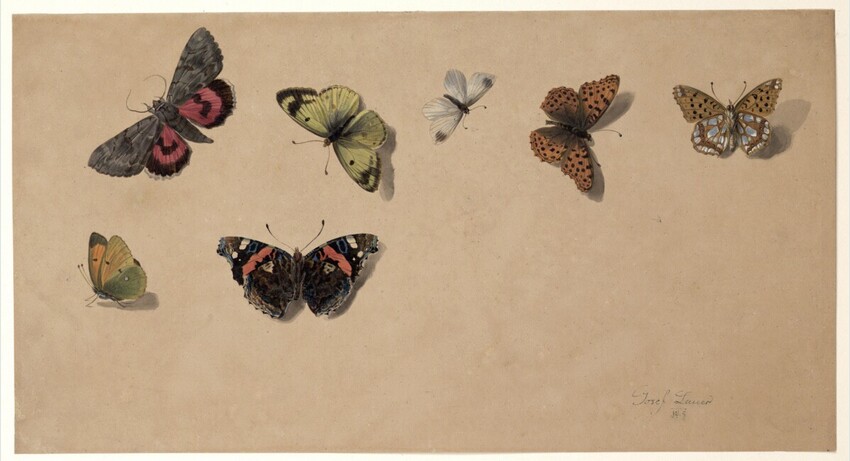 Josef Lauer (Wien 1818 - 1881 Wien) | Schmetterlinge | Displayed motifs: Butterfly, Coat of arms, White dove, 