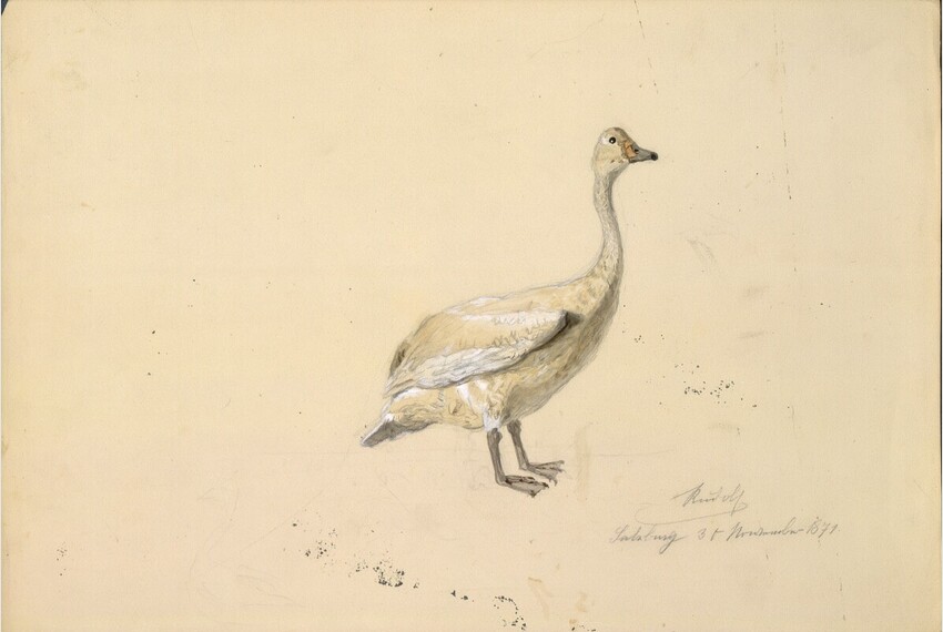 Kronprinz Rudolf Habsburg-Lothringen (Schloss Laxenburg 1858 - 1889 Schloss Mayerling) | Gans | Displayed motifs: Bird, Goose, Duck, White dove, Angel, 