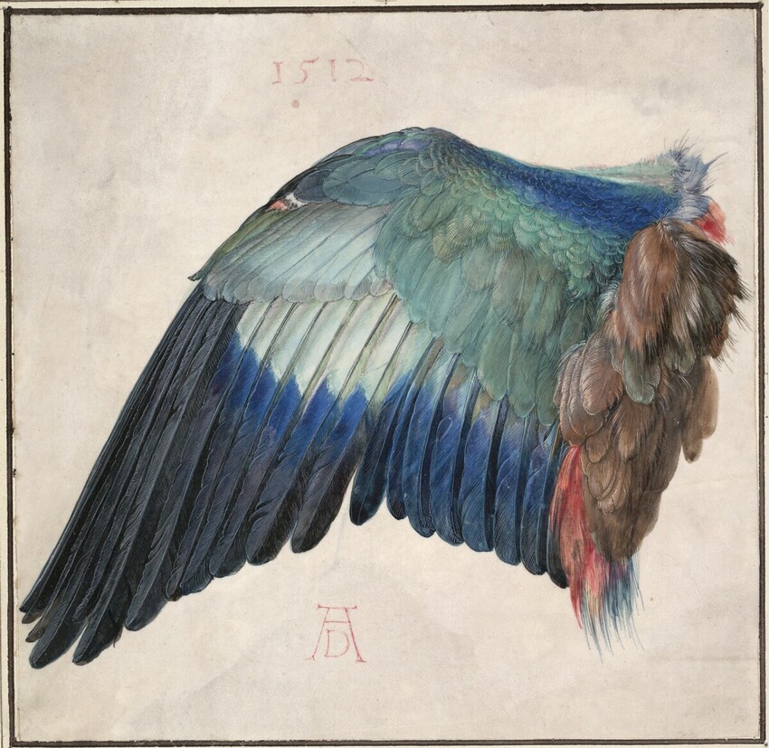 Albrecht Dürer (Nürnberg 1471 - 1528 Nürnberg) | Der Flügel einer Blauracke | Displayed motifs: Bird, Parrot, 