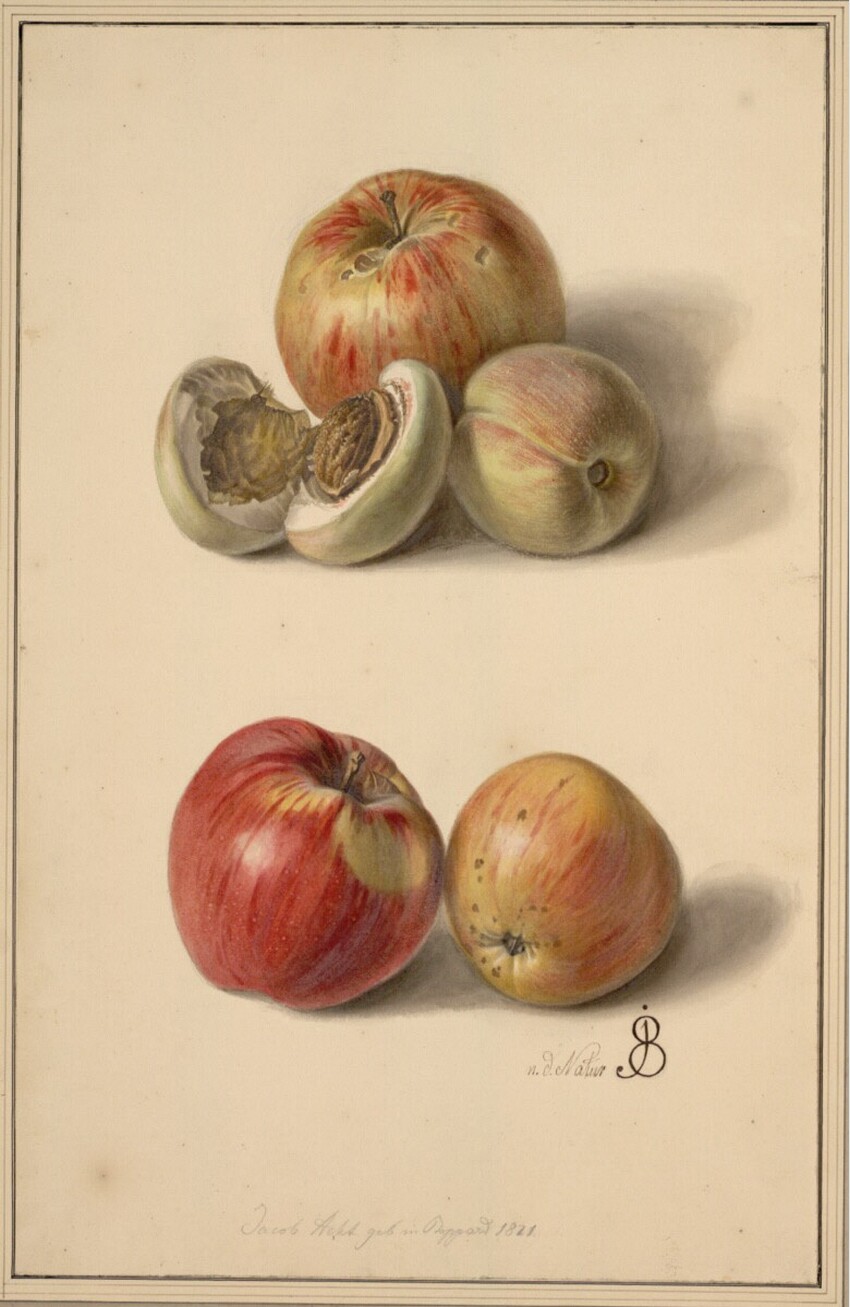 Jakob Acht (Deutschland, erwähnt um 1857) | Äpfel und Pfirsiche | Displayed motifs: Apple, Coat of arms, Fruit, Vegetable, 