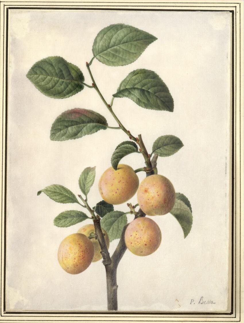 Pancrace Bessa (Paris 1772 - 1846 Écouen) | Marillenzweig | Displayed motifs: Fruit, Lemon, 