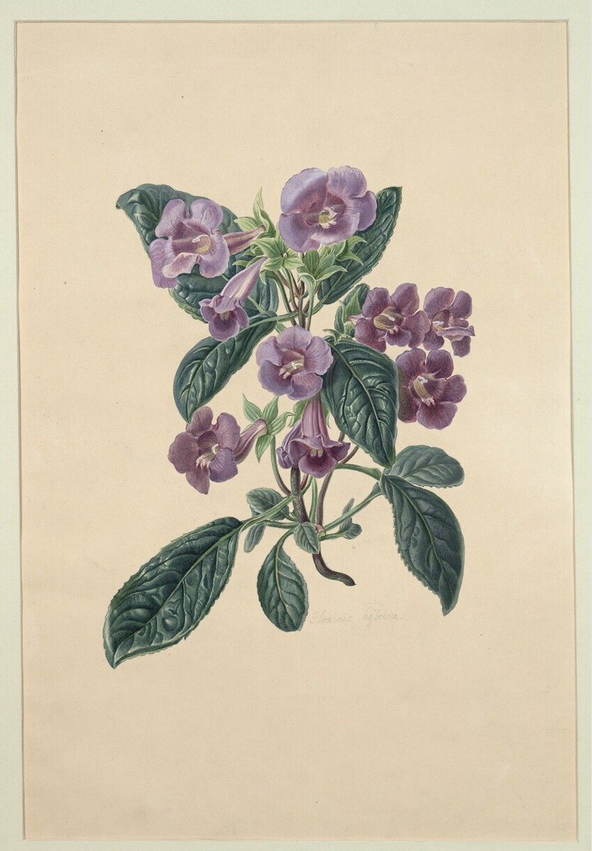 Franz Bittner (1815 als Schüler der Wiener Akademie eingetragen) | Gloxinia hybrida | Displayed motifs: Flower, Houseplant, 