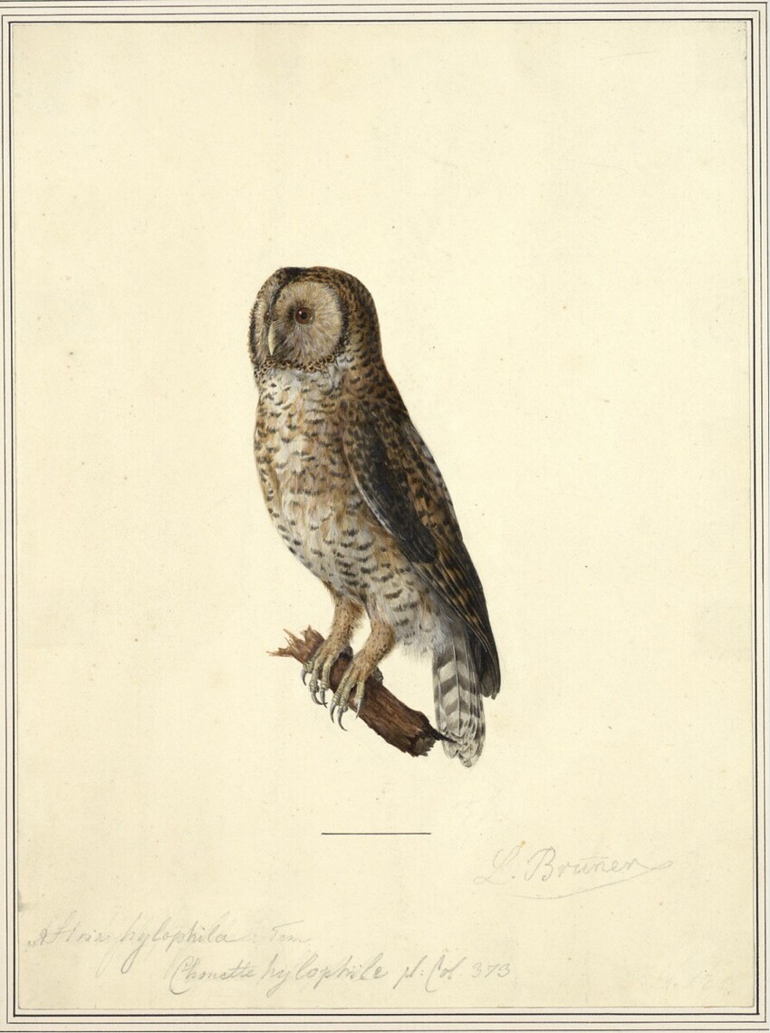 Leopold Brunner d.Ä. (Deutschland, 1788 - 1866) | Brasilkauz (Strix hylophila) | Displayed motifs: Owl, Falcon, 