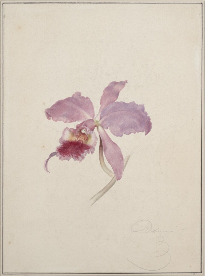 Moritz Michael Daffinger (Wien 1790 - 1849 Wien) | Orchidee | Displayed motifs: Flower, White dove, Angel, 