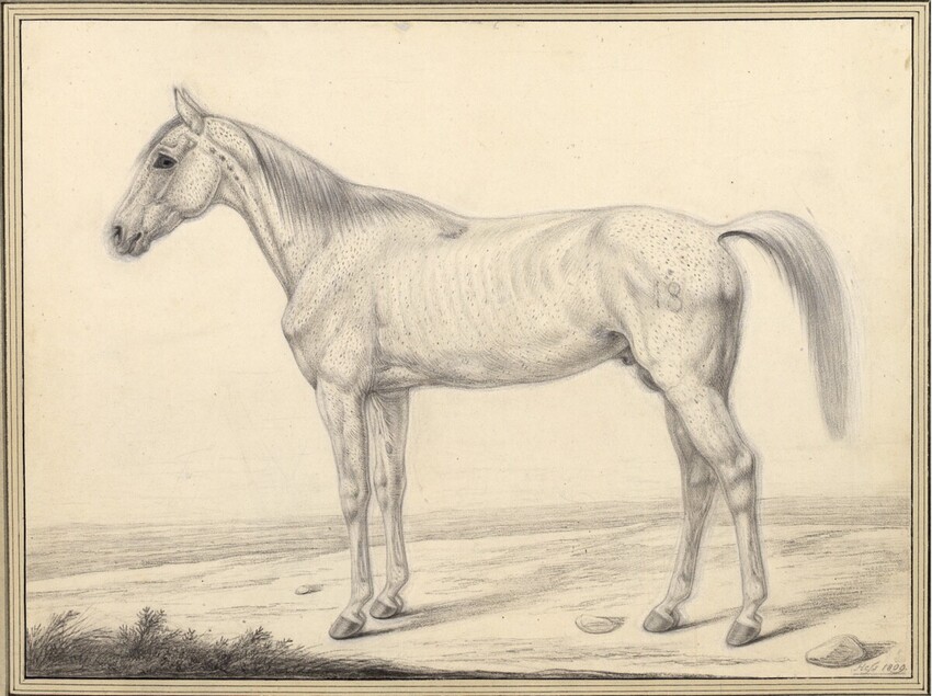 Carl Adolph Heinrich Heß (Dresden 1769 - 1849 Wilhelmsdorf bei Wien) | Ein Araber oder tatarisches Pferd, das Napoleon in verschiedenen Schlachten geritten hat | Displayed motifs: Horse, Angel, 