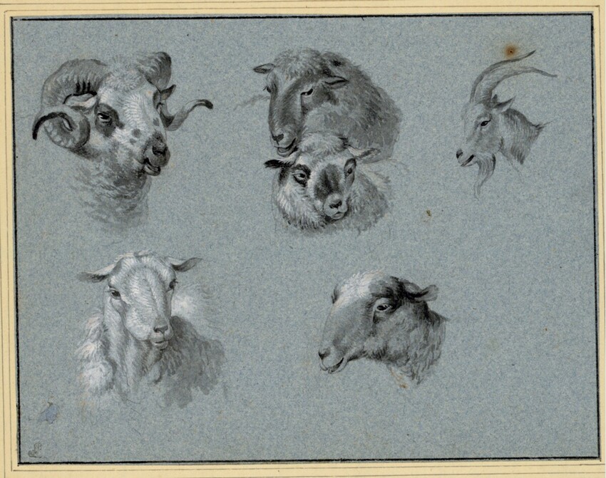 Johann Christian Klengel (Kesselsdorf bei Dresden 1751 - 1824 Dresden) | Kopfstudien von fünf Schafen und einer Ziege | Displayed motifs: Animal, Putto, Goat, Deer, Sheep, 