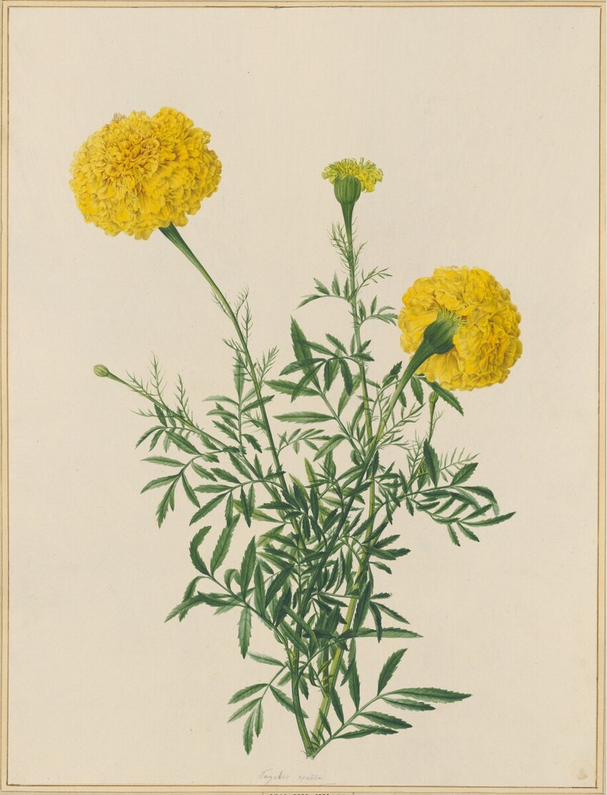 Johann Knapp (Wien 1778 - 1833 Wien) | Tagetes | Displayed motifs: Flower, Houseplant, Plant, 