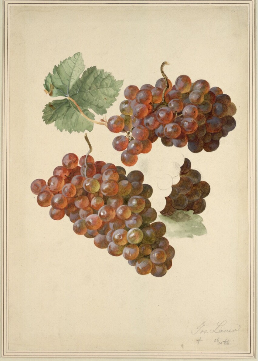 Josef Lauer (Wien 1818 - 1881 Wien) | Trauben | Displayed motifs: Fruit, Food, 