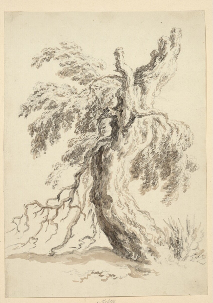 Martin von Molitor (Wien 1759 - 1812 Wien) | Baumstudie | Displayed motifs: Tree, Plant, 