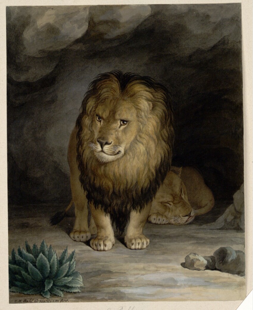 Karl Rahl (der Ältere) (Hoffenheim 1779 - 1843 Wien) | Löwenpaar | Displayed motifs: Lion, Plant, White dove, 