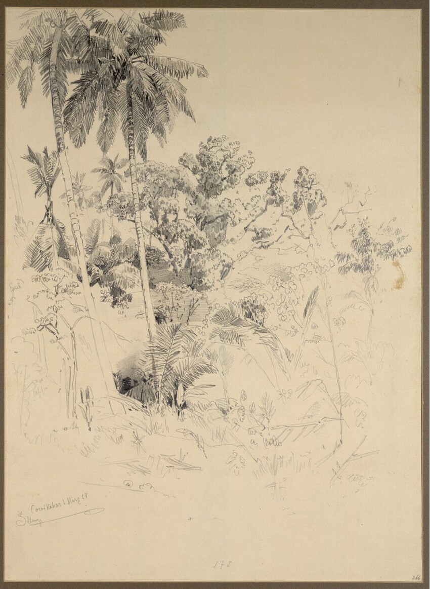 Josef Selleny (Wien 1824 - 1875 Inzersdorf) | Wald auf Carnikobar | Displayed motifs: Palm tree, Tree, 