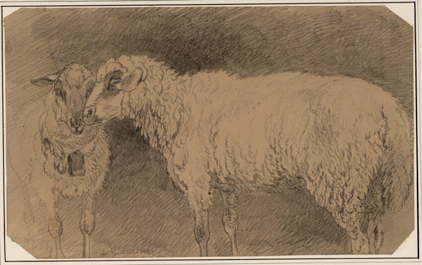 Carl Pischinger (Niederhollabrunn-Streitdorf 1823 - 1886 Liezen) | Zwei Schafe, eines frontal, eines in Seitenansicht | Displayed motifs: Animal, Goat, 