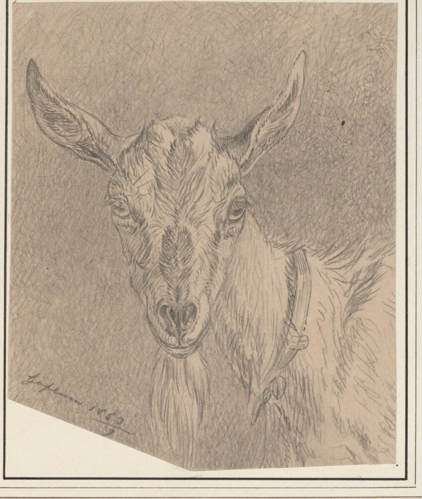 Carl Pischinger (Niederhollabrunn-Streitdorf 1823 - 1886 Liezen) | Ziegenkopf, frontal | Displayed motifs: Angel, Animal, Giraffe, Antelope, 