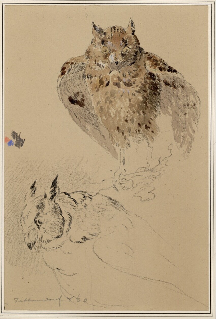 Carl Pischinger (Niederhollabrunn-Streitdorf 1823 - 1886 Liezen) | Studie zweier Eulen | Displayed motifs: Owl, Bird, Animal, Angel, 