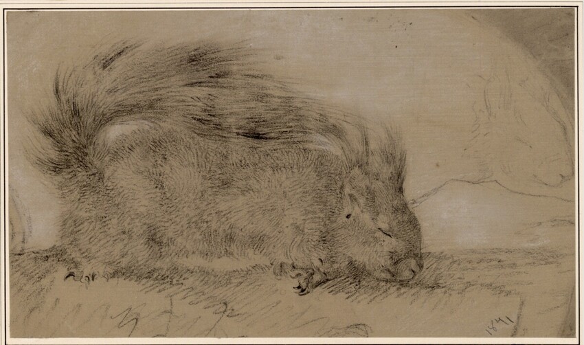 Carl Pischinger (Niederhollabrunn-Streitdorf 1823 - 1886 Liezen) | Liegende Eichkätzchen | Displayed motifs: Animal, Squirrel, 