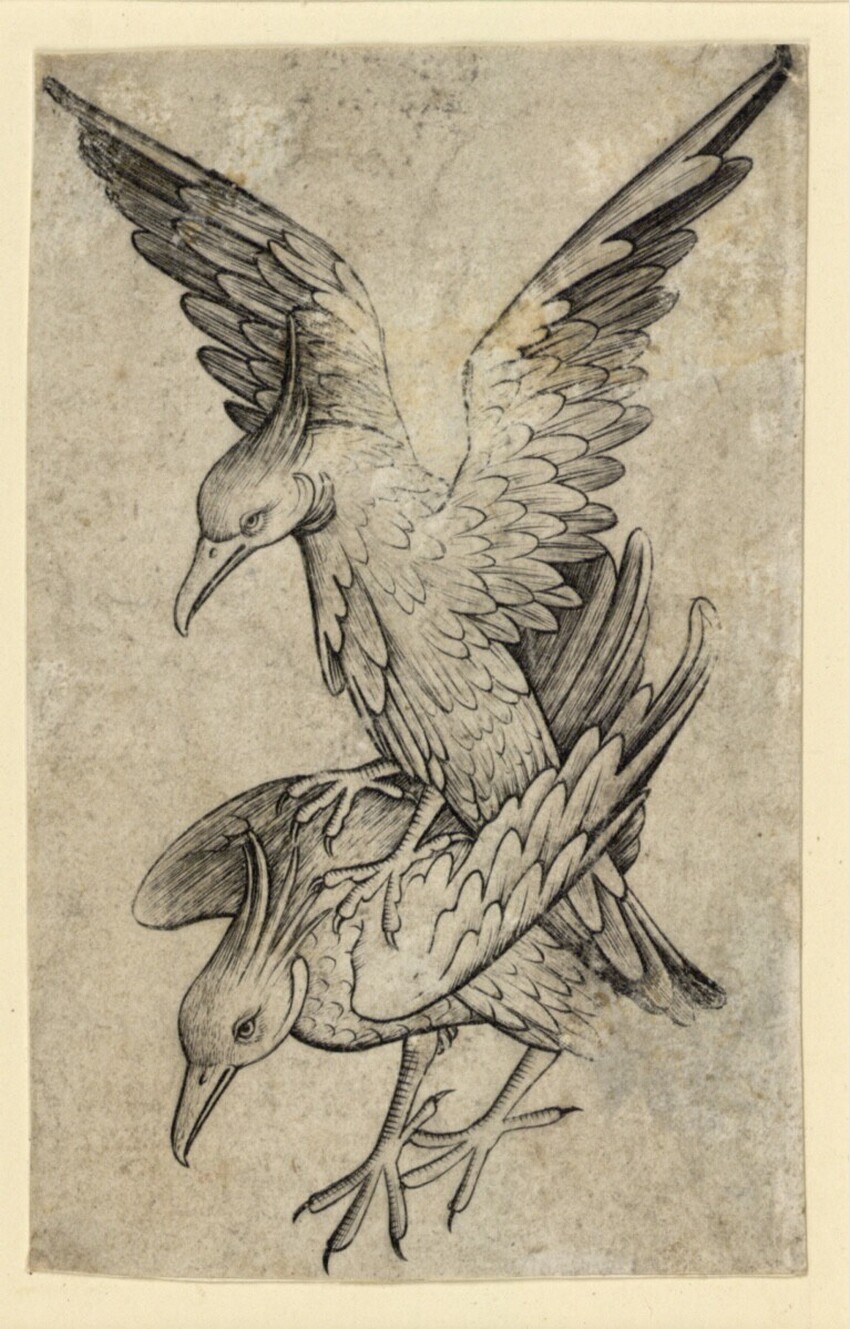 Meister der Spielkarten (tätig um 1430-1450 am Oberrhein) | Vogel-Zwei | Displayed motifs: Bird, Turkey, Falcon, Animal, 