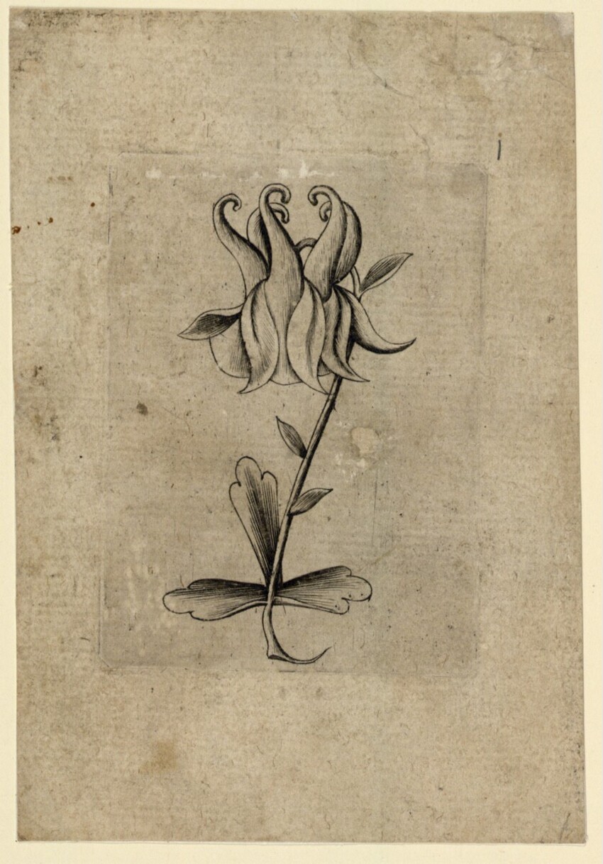 Anonym | Blumen-Ass | Displayed motifs: Flower, Plant, 