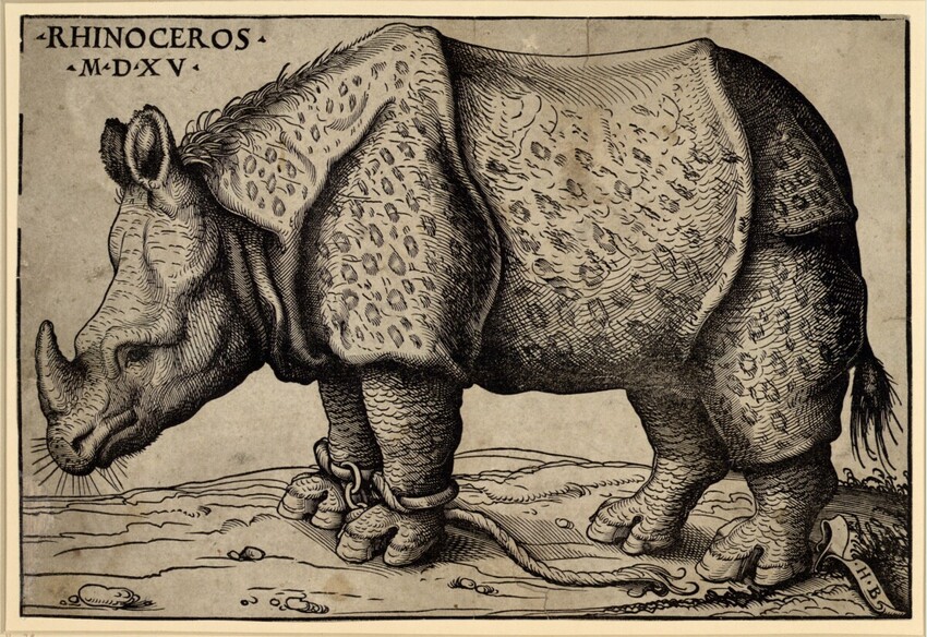 Hans Burgkmair d. Ä. (Augsburg 1473 - 1531 Augsburg) | Das Rhinozeros | Displayed motifs: Rhinoceros, 