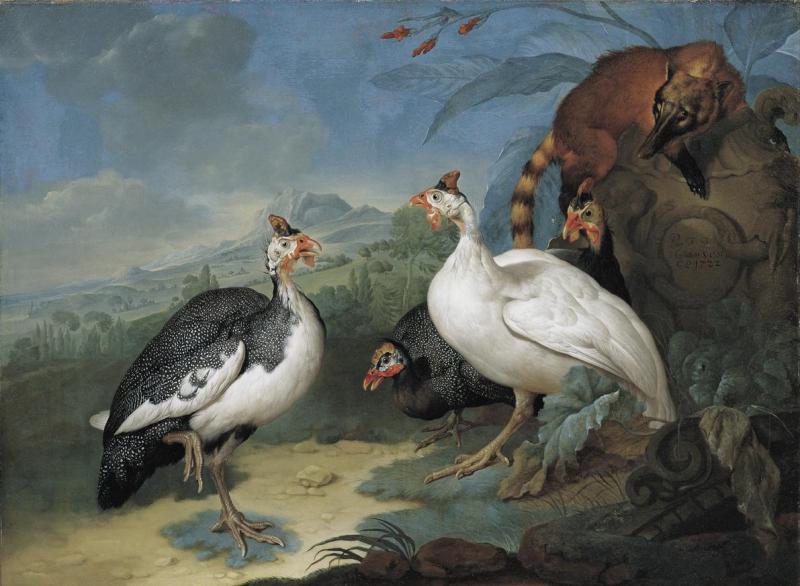 Philipp Ferdinand de Hamilton | Perlhühner und Nasenbär | Displayed motifs: Chicken, Bird, White dove, Carnivore, Animal, Angel, Ostrich, 