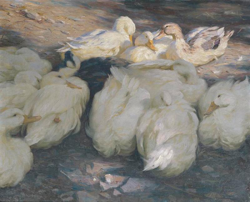 Alexander Koester | In der Abendsonne | Displayed motifs: Duck, Chicken, White dove, Goose, Bird, 