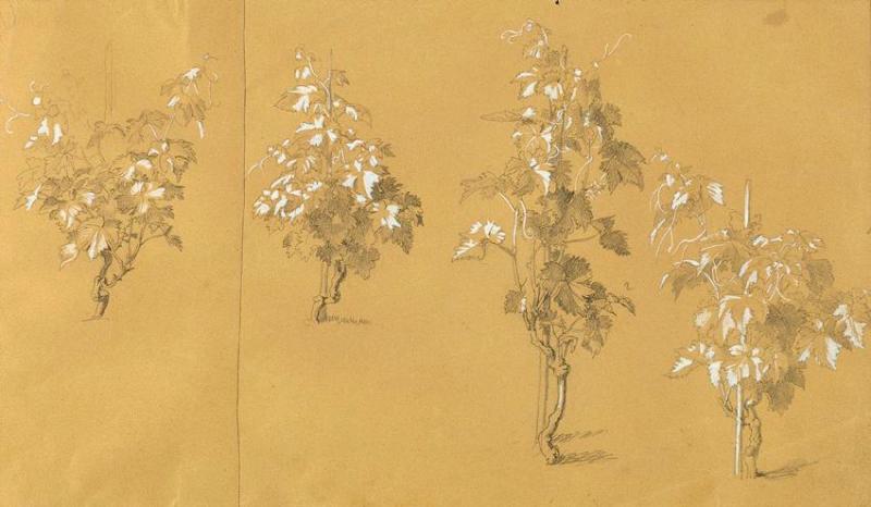 Johann Peter Krafft | Weinstock, Studie zu "Hermann und Dorothea im Weinberg" | Displayed motifs: Plant, Flower, Tree, 