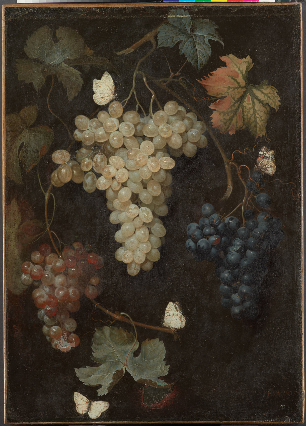 Philipp Ferdinand de Hamilton | Weintrauben mit drei Trauben und Schmetterlingen | Displayed motifs: Maple, Honeycomb, Plant, Food, Flower, 