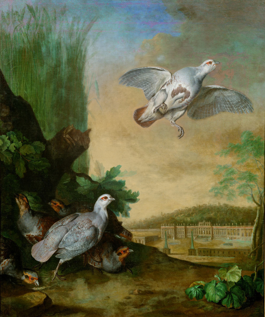 Johann Georg de Hamilton | Rebhühner im Schönbrunner Park | Displayed motifs: Bird, Chicken, White dove, Plant, Angel, Animal, Tree, 