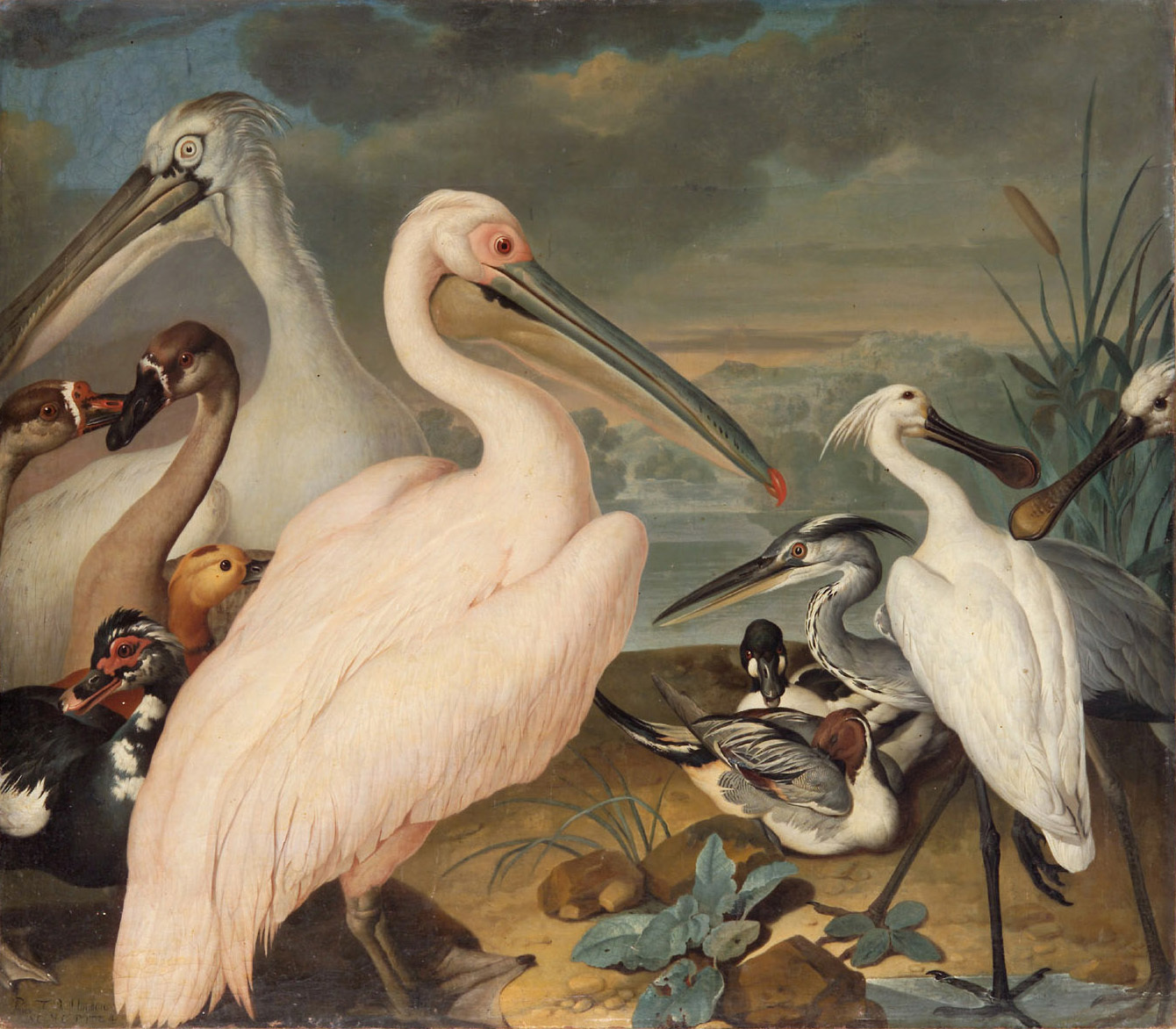 Philipp Ferdinand de Hamilton | Pelikane und andere Vögel | Displayed motifs: Bird, Angel, Goose, Duck, White dove, 