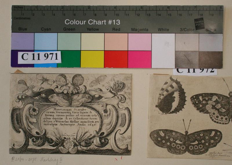 Václav (Wenceslaus) Hollar | Muscarum Scarabeorum Verminmqve … | Displayed motifs: Butterfly, Human head, 