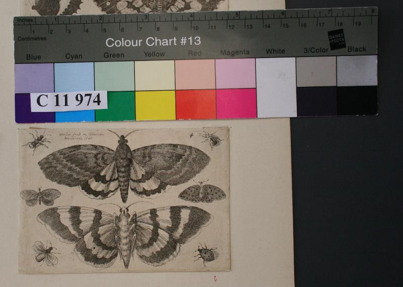 Václav (Wenceslaus) Hollar | Osm motýlů a broučků | Displayed motifs: Butterfly, White dove, Insect, 