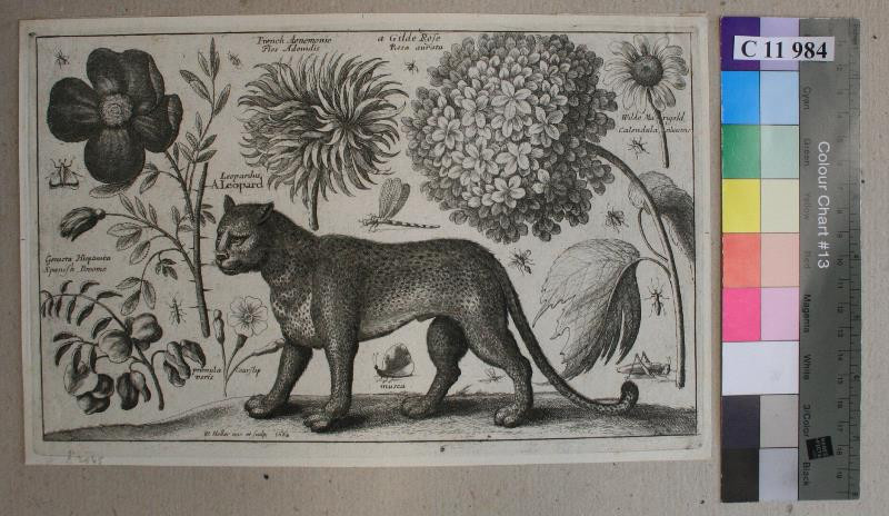 Václav (Wenceslaus) Hollar | Leopard a hortensie | Displayed motifs: Flower, Carnivore, Coat of arms, Animal, Cat, 