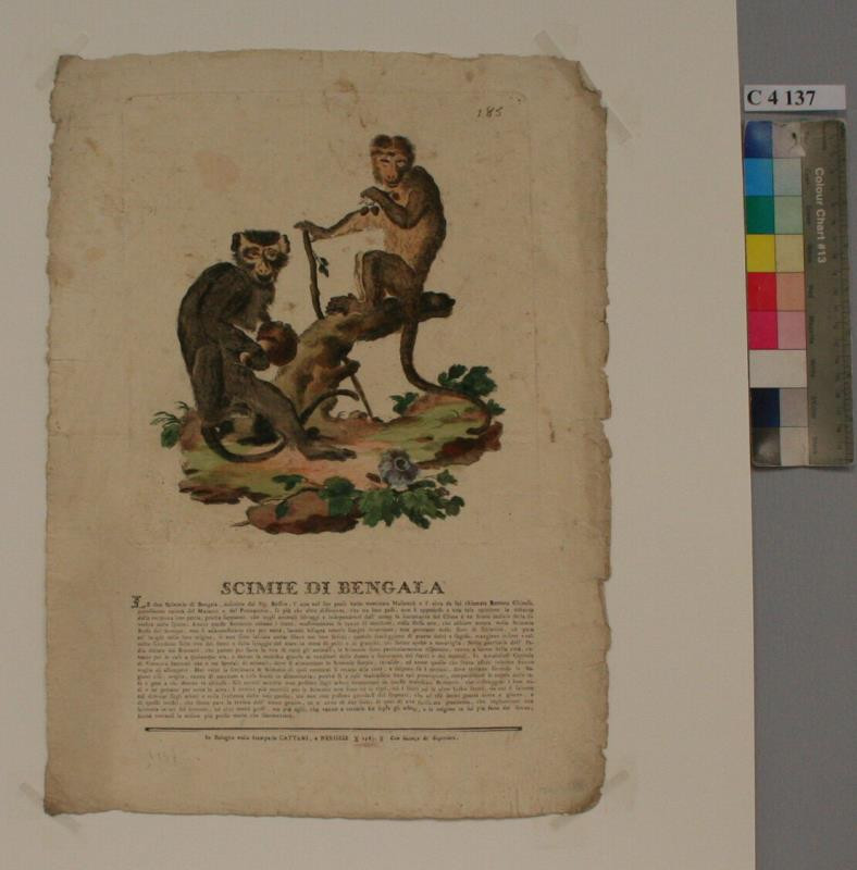 neznámý grafik italský | Scimie di Bengala | Displayed motifs: Monkey, Person, Book, Human face, Animal, 