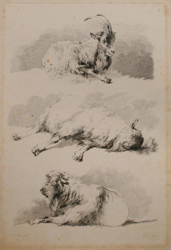 Adam Bartsch | Etudes d' animaux dessintes par H. Roos | Displayed motifs: Goat, Animal, Dog, Carnivore, Lion, 