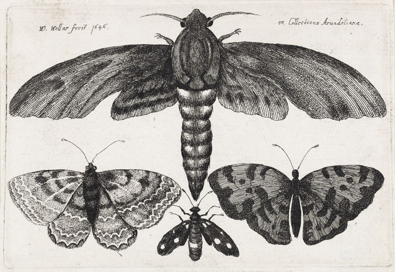 Václav Hollar | Čtyři motýli ze série Muscarum scarabeorum... | Displayed motifs: Butterfly, Coat of arms, Moths and butterflies, Angel, 