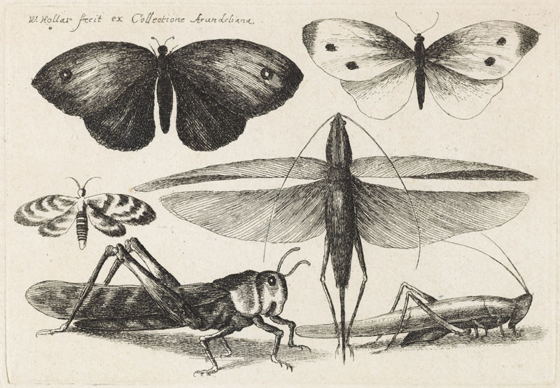 Václav Hollar - rytec | Motýli, vážka a kobylky | Displayed motifs: Insect, Butterfly, White dove, Latin cross, Coat of arms, Moths and butterflies, Halo, 