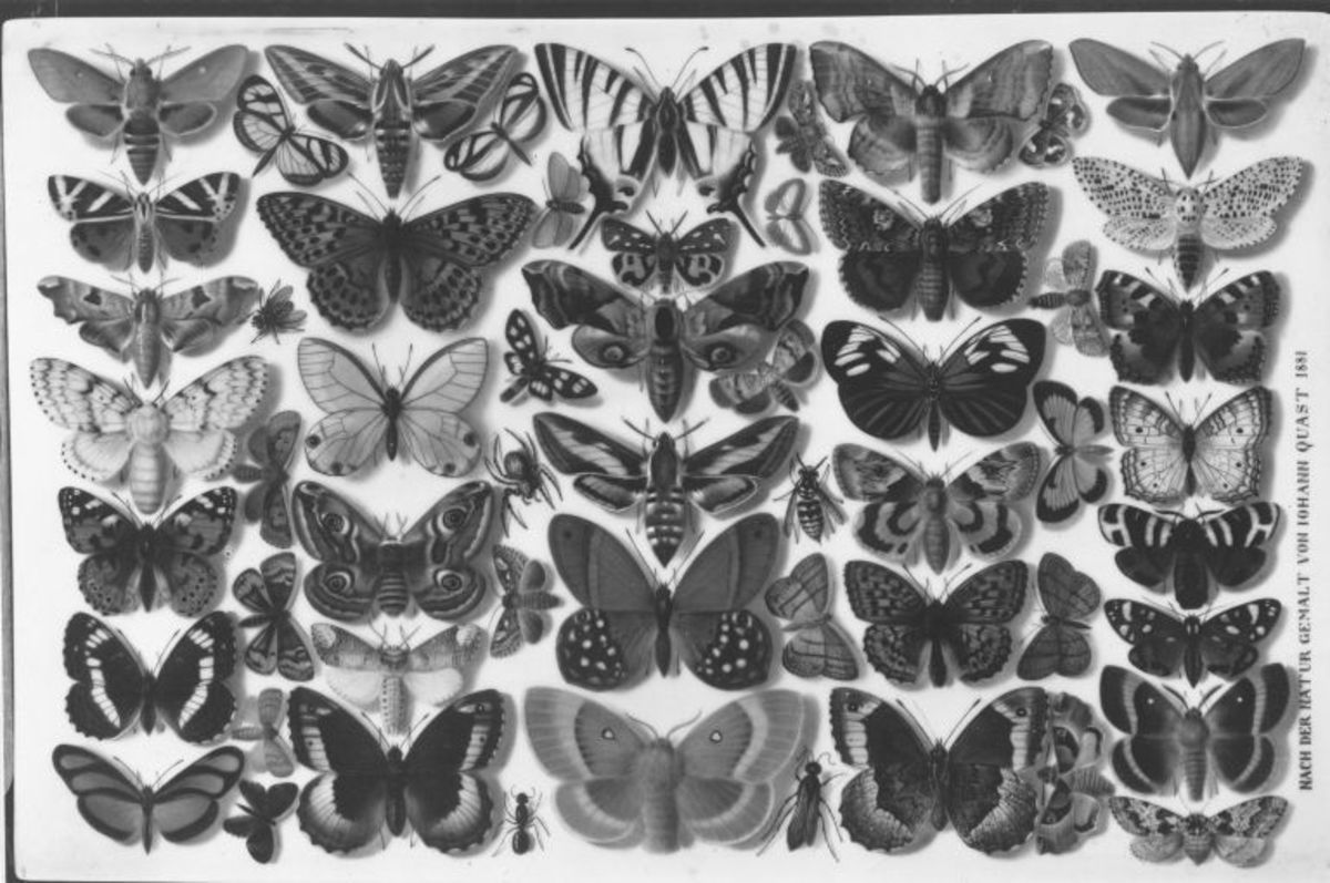 Johann Zacharias Quast | Schmetterlingssammlung | Displayed motifs: Butterfly, White dove, Skull, Coat of arms, 