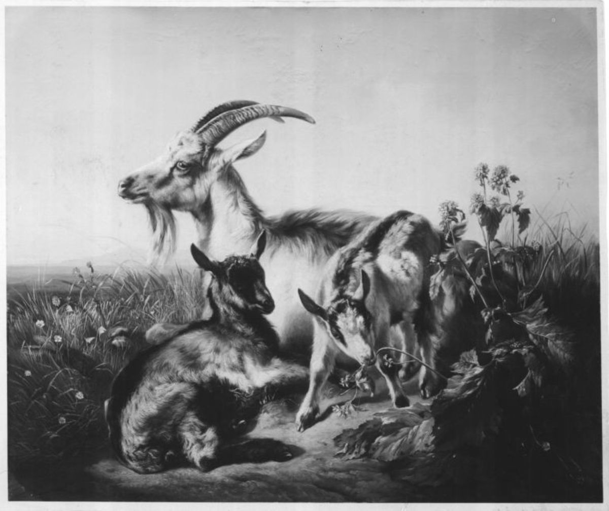 Benno Adam | Ziegen auf der Wiese | Displayed motifs: Goat, Dog, 