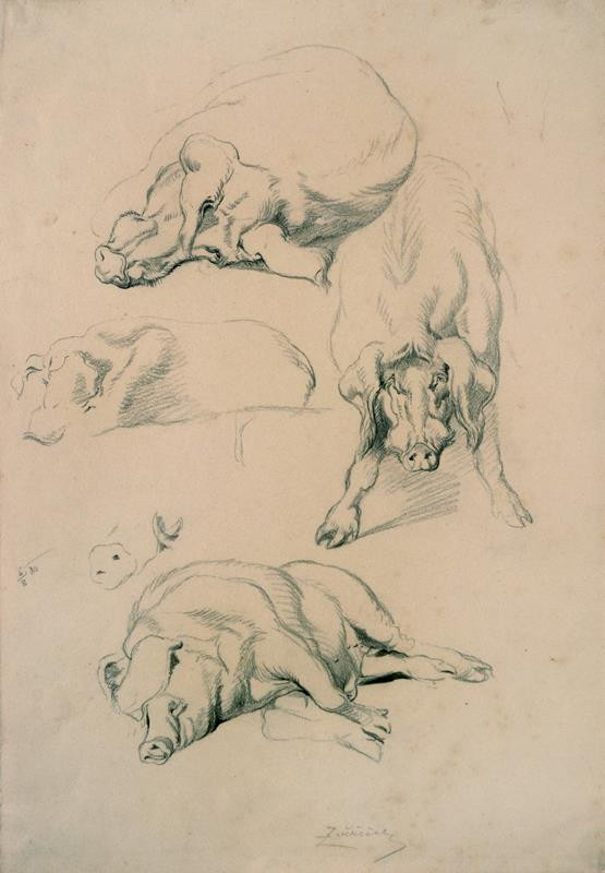 Zvěřina, František Bohumír | Studie vepře | Displayed motifs: Putto, Animal, Rhinoceros, Mammal, Pig, 