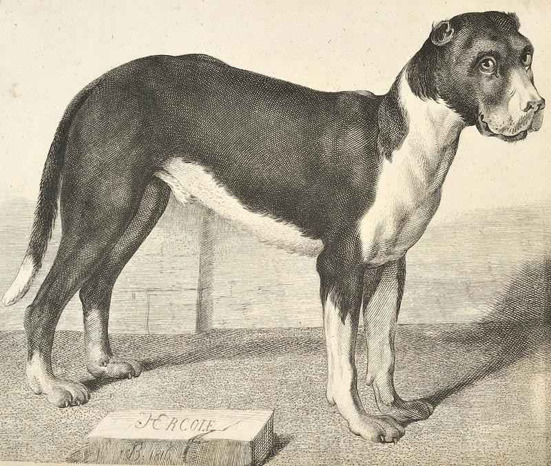 Drda (Drda, Josef), Josef Jan Alois | Pes Hercole | Displayed motifs: Dog, Putto, 