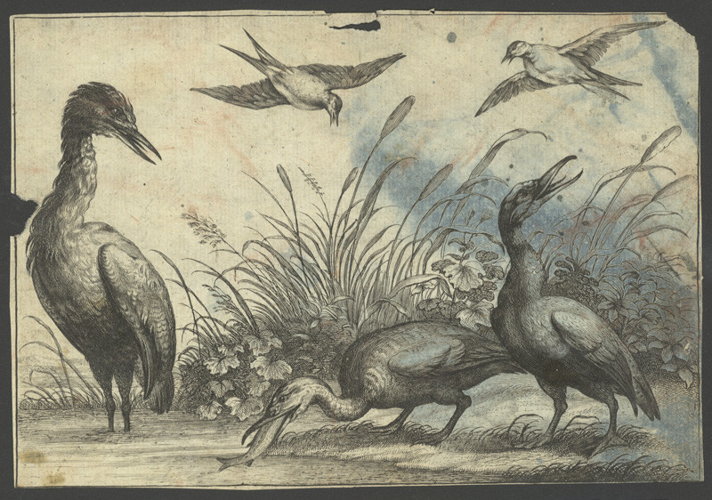 Hollar, Václav | Volavky, podle Francise Barlowa | Displayed motifs: Bird, White dove, Sparrow, Animal, Flower, 