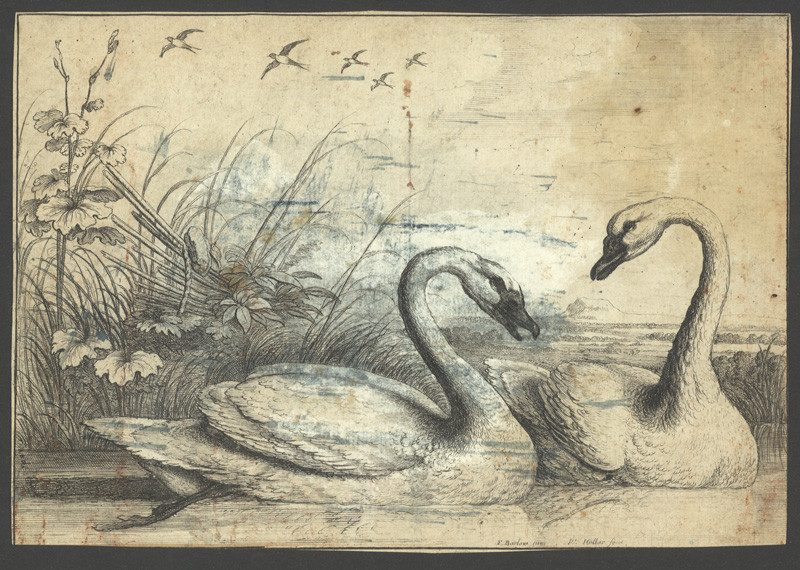 Hollar, Václav | Labutě | Displayed motifs: White dove, Swan, Goose, Flower, Duck, Plant, Bird, 