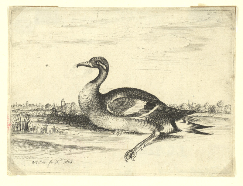 Hollar, Václav | Divoký kačer | Displayed motifs: Duck, Goose, 